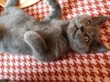 British Shorthair Yavrum