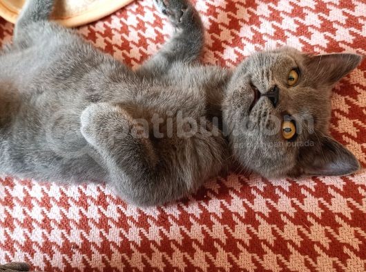 British Shorthair Yavrum