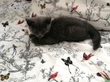 Russian Blue - British Shorthair