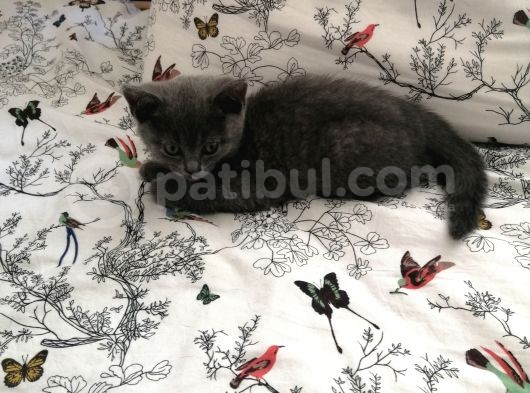 Russian Blue - British Shorthair görsel