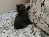 Russian Blue - British Shorthair