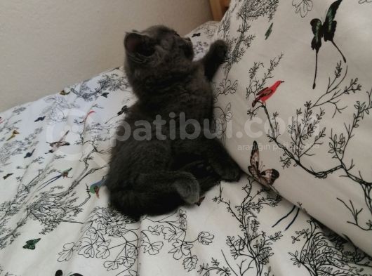 Russian Blue - British Shorthair görsel