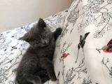 Russian Blue - British Shorthair