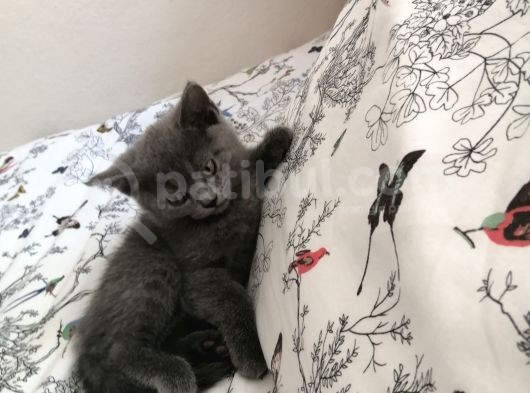 Russian Blue - British Shorthair görsel