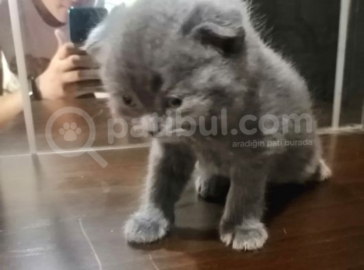 Nuroşun Bebekleri görsel