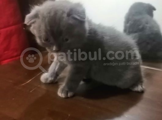 Nuroşun Bebekleri görsel