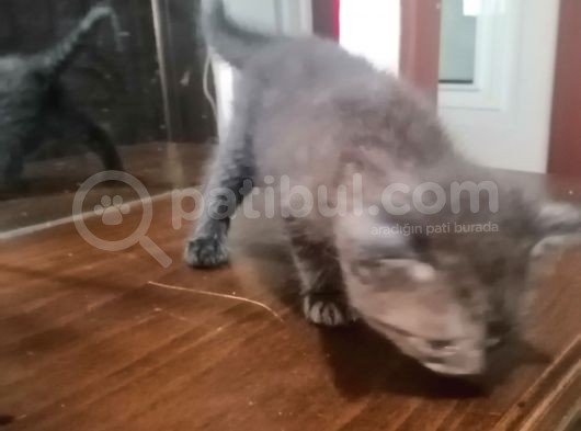 Nuroşun Bebekleri görsel