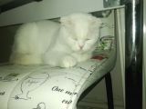 Dişi Scottish Fold