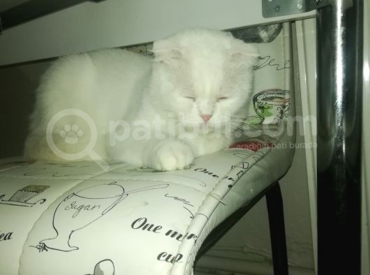 Dişi Scottish Fold
