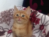Oyuncu Oğlumuza Acil Ömürlük Yuva