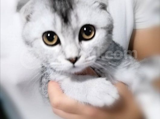 3 Aylık Erkek Aşıları Tam