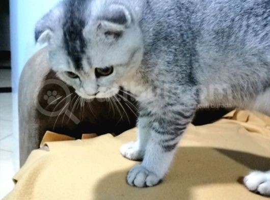 3 Aylık Erkek Aşıları Tam görsel