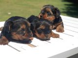 Gerçek Minicik Şecereli Yorkshire Terrier Yavruları