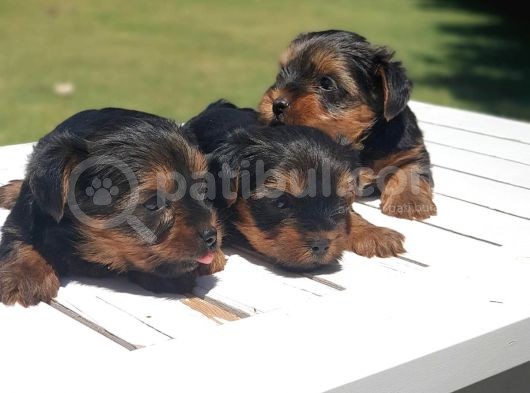 Gerçek Minicik Şecereli Yorkshire Terrier Yavruları görsel