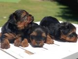 Gerçek Minicik Şecereli Yorkshire Terrier Yavruları