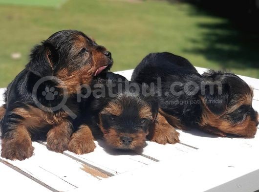 Gerçek Minicik Şecereli Yorkshire Terrier Yavruları görsel