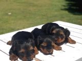 Gerçek Minicik Şecereli Yorkshire Terrier Yavruları