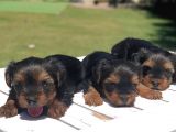 Gerçek Minicik Şecereli Yorkshire Terrier Yavruları