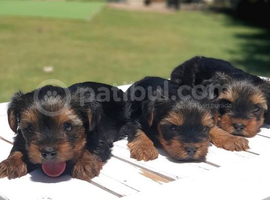 Gerçek Minicik Şecereli Yorkshire Terrier Yavruları görsel