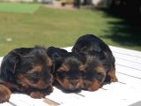 Gerçek Minicik Şecereli Yorkshire Terrier Yavruları