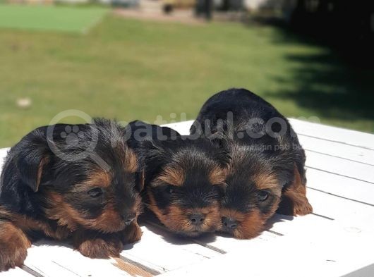 Gerçek Minicik Şecereli Yorkshire Terrier Yavruları