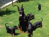 Mermi Gibi Dobermann Yavrular Erkek Dişi