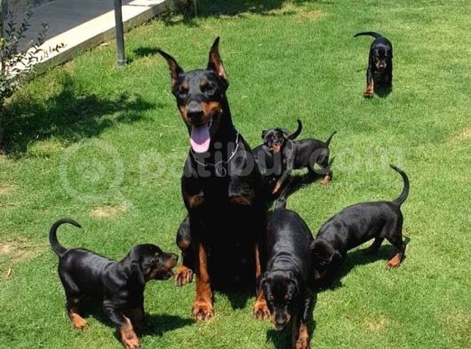 Mermi Gibi Dobermann Yavrular Erkek Dişi görsel