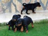 Mermi Gibi Dobermann Yavrular Erkek Dişi