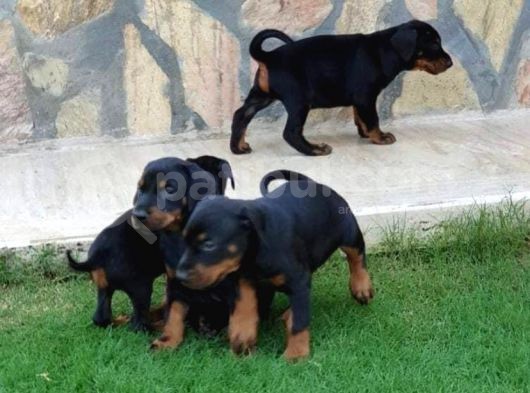 Mermi Gibi Dobermann Yavrular Erkek Dişi görsel