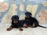 Mermi Gibi Dobermann Yavrular erkek dişi