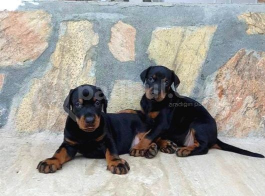 Mermi Gibi Dobermann Yavrular erkek dişi