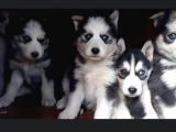 Renk Renk Husky - Sibirya Bebekler