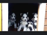 Renk Renk Husky - Sibirya Bebekler