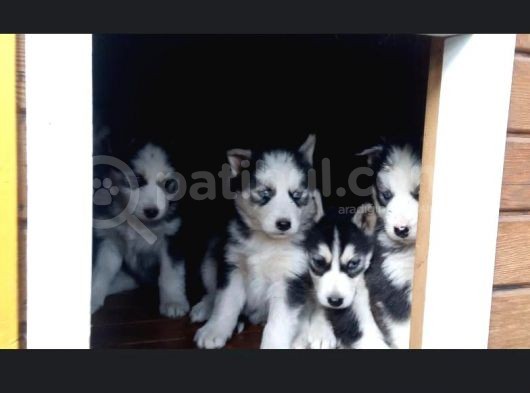 Renk Renk Husky - Sibirya Bebekler görsel