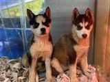 Renk Renk Husky - Sibirya Bebekler
