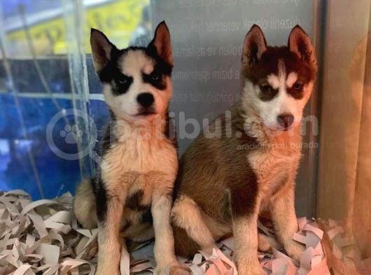 Renk Renk Husky - Sibirya Bebekler görsel