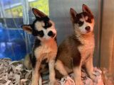 Renk Renk Husky - Sibirya Bebekler