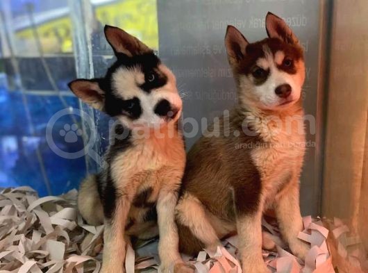 Renk Renk Husky - Sibirya Bebekler görsel