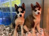 Renk Renk Husky - Sibirya Bebekler