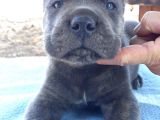 Dev Gibi Olacak Cane Corso Blue Yavrular