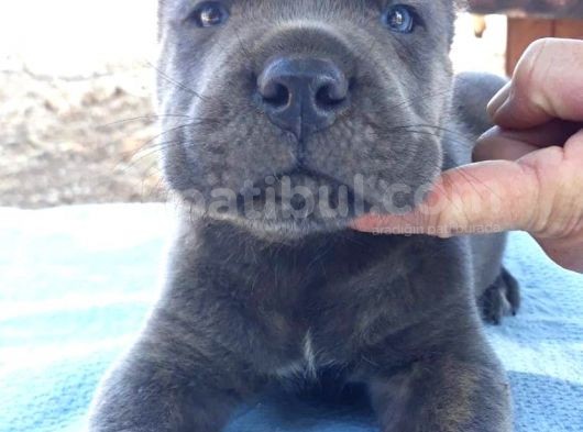 Dev Gibi Olacak Cane Corso Blue Yavrular görsel