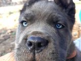 Dev Gibi Olacak Cane Corso Blue Yavrular