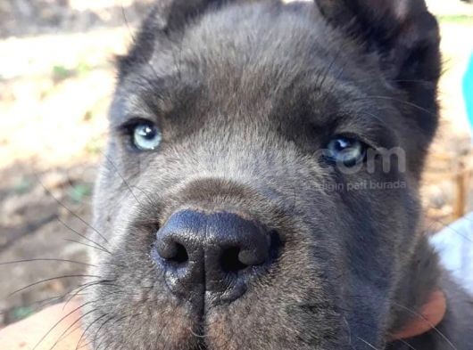 Dev Gibi Olacak Cane Corso Blue Yavrular
