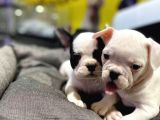 Tosuncuk Gibi French Bulldog Yavrular