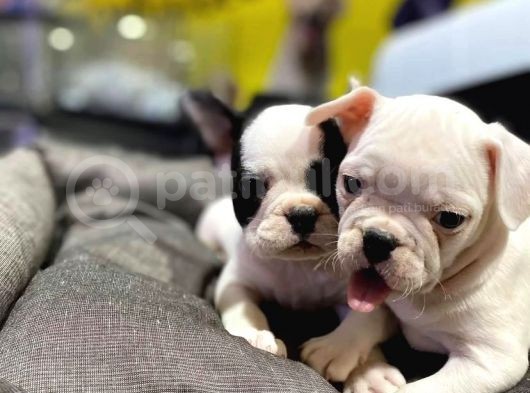 Tosuncuk Gibi French Bulldog Yavrular görsel