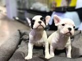 Tosuncuk Gibi French Bulldog Yavrular