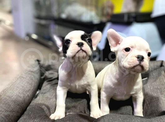 Tosuncuk Gibi French Bulldog Yavrular görsel