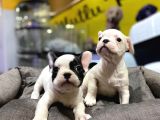 Tosuncuk Gibi French Bulldog Yavrular