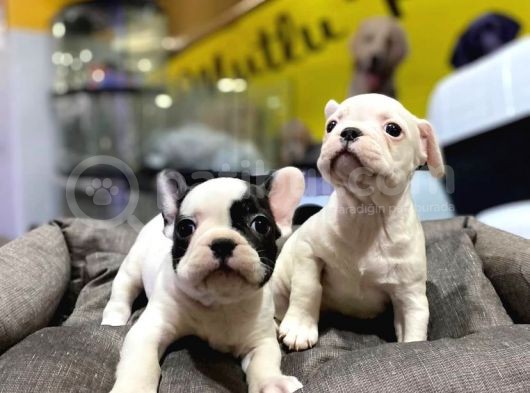 Tosuncuk Gibi French Bulldog Yavrular görsel