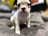 Tosuncuk Gibi French Bulldog Yavrular